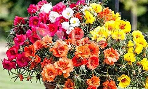 疏风定痛丸多少钱一盒-疏风定痛丸北京同仁堂产说明书-专业疏风定痛丸的功效和作用平台-疏风定痛丸多少钱一盒药店